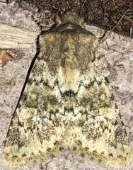 Pseudobryomima fallax