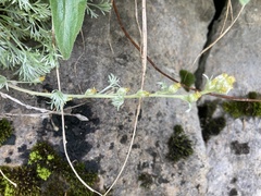 Artemisia umbelliformis