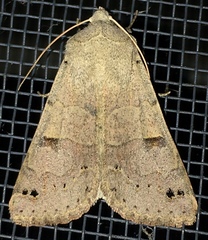 Cissusa indiscreta