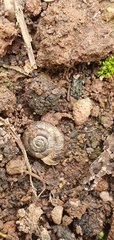 Trochulus striolatus