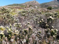 Phylica pubescens