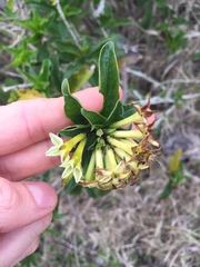 Cestrum euanthes