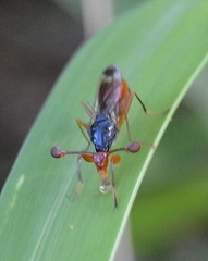 Diopsidae