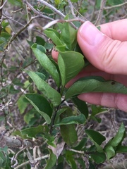 Cestrum euanthes