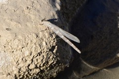 Argia lugens