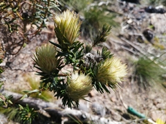 Phylica pubescens