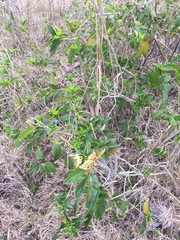 Cestrum euanthes