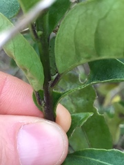 Cestrum euanthes