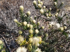 Phylica pubescens