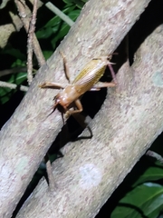 Ocellarnaca