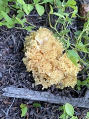 Ramaria flava
