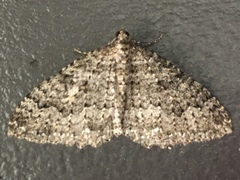 Triphosa californiata