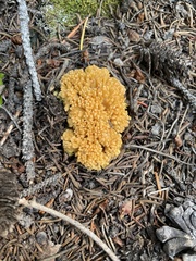 Ramaria flava