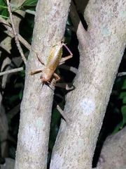 Ocellarnaca