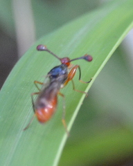 Diopsidae