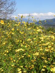 Aldama excelsa excelsa