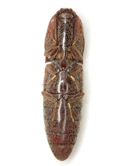 Lacon mexicanus