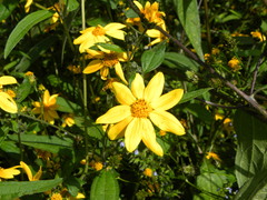 Aldama excelsa excelsa