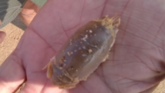 Emerita austroafricana