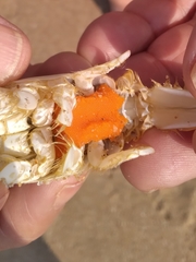 Emerita austroafricana