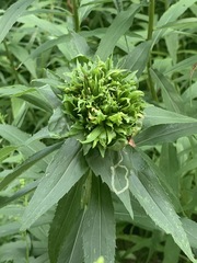 Rhopalomyia capitata