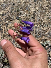 Penstemon filiformis