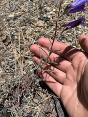 Penstemon filiformis