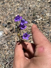 Penstemon filiformis