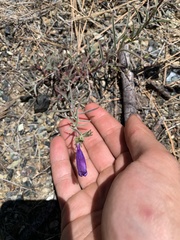 Penstemon filiformis