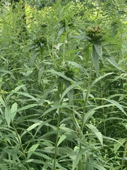 Rhopalomyia capitata