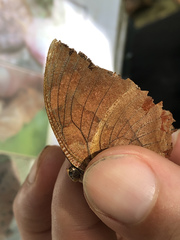 Charaxinae