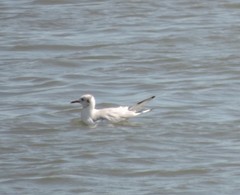 Chroicocephalus ridibundus