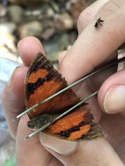 Charaxinae