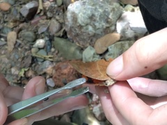 Charaxinae