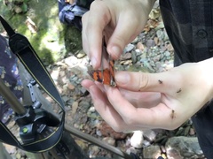 Charaxinae