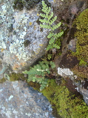 Myriopteris covillei