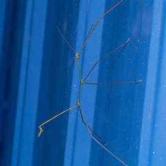 Clitumninae