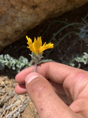 Balsamorhiza lanata