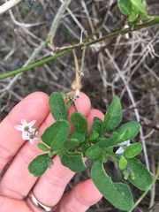 Solanum chenopodioides