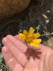 Balsamorhiza lanata