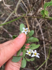 Solanum chenopodioides