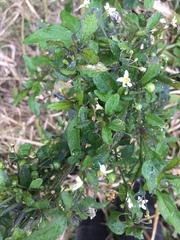 Solanum chenopodioides