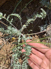 Balsamorhiza lanata