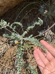 Balsamorhiza lanata