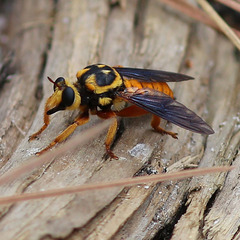 Laphria saffrana