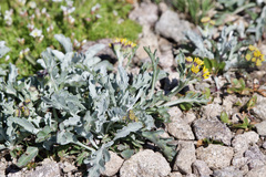 Jacobaea insubrica