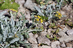 Jacobaea insubrica