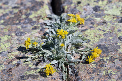 Jacobaea insubrica