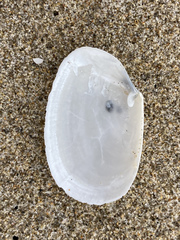 Periploma planiusculum