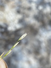 Deschampsia elongata